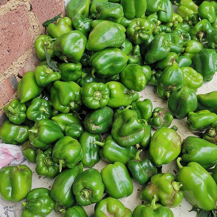 Frozen IQF Green Pepper high quality